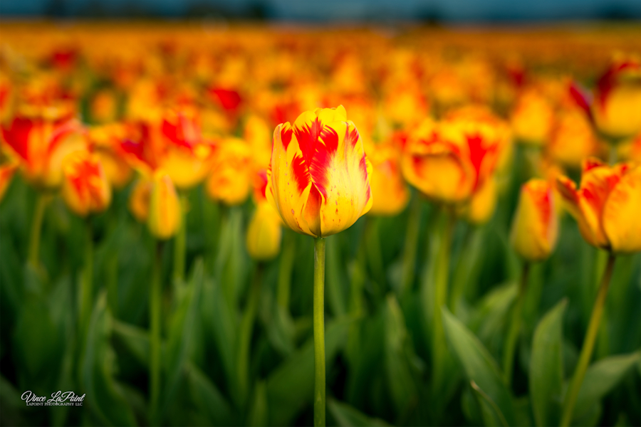 Striped Bellona Tulips